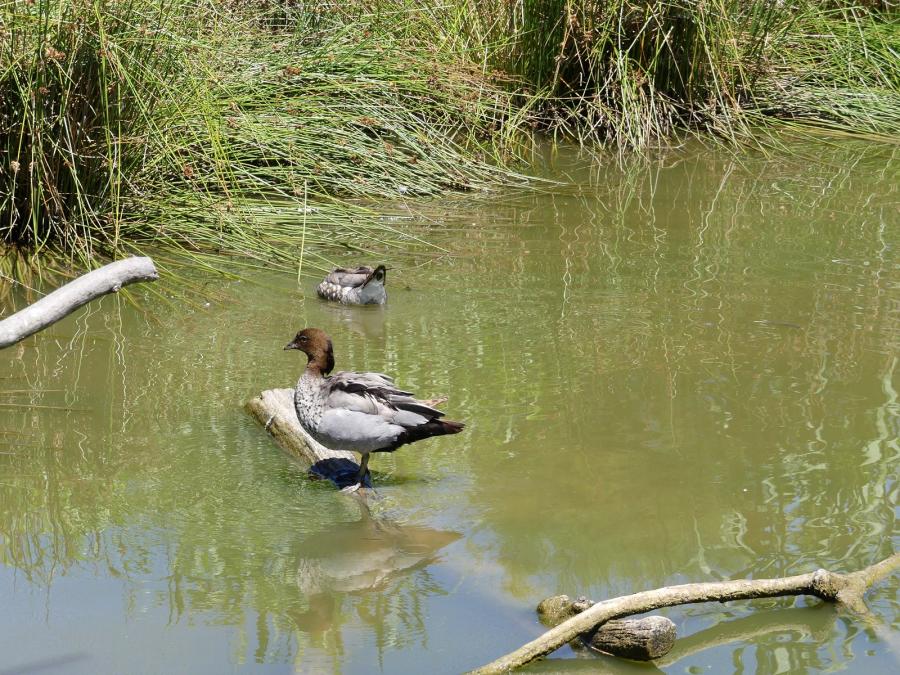Canard à crinière