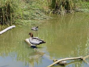 Canard à crinière
