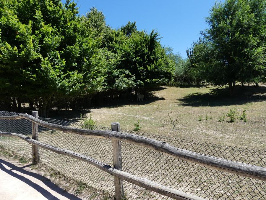 Céréopse cendrée