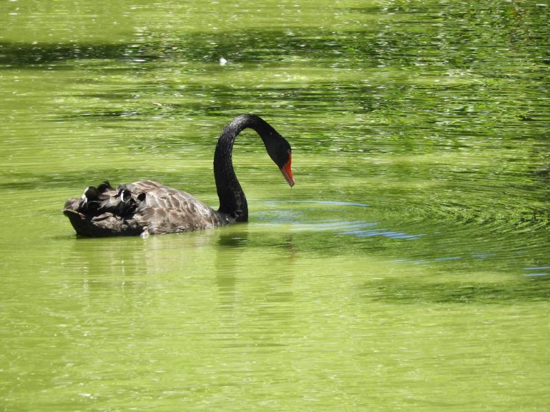 Cygne noir