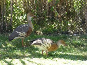Dendrocygne d'Eyton