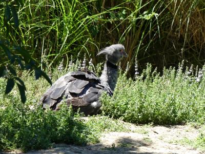 Kamichi à collier - 2020