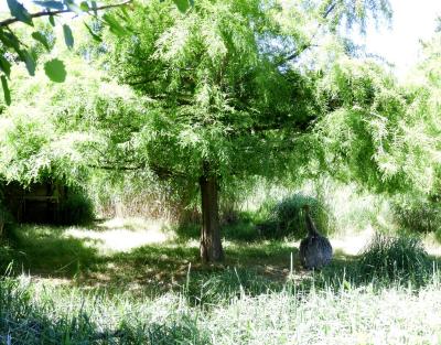 Nandou de Darwin - 2020