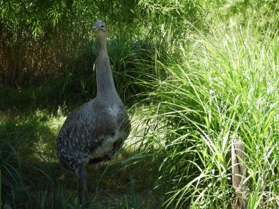 Nandou de Darwin - 2020