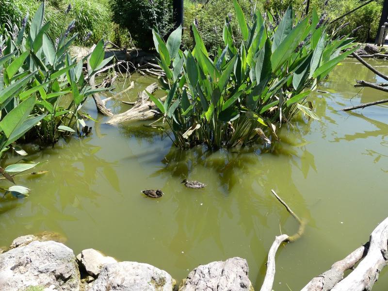 Sarcelle australasienne