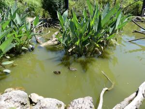 Sarcelle australasienne
