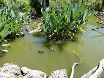 Sarcelle australasienne - 2020