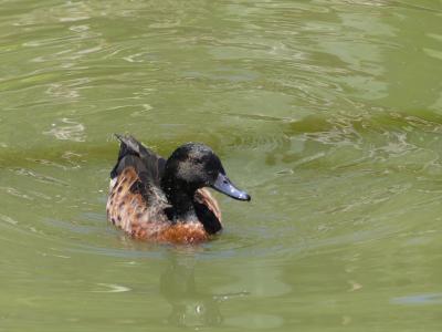 Sarcelle rousse - 2020
