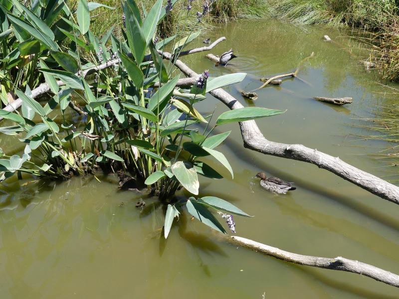 Volière australiene