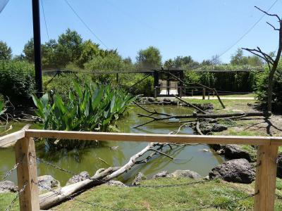 Volière australiene - 2020