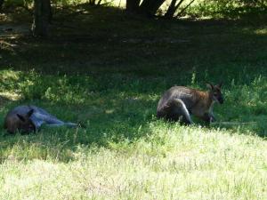 Wallaby de Bennett