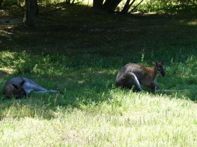 Wallaby de Bennett - 2020