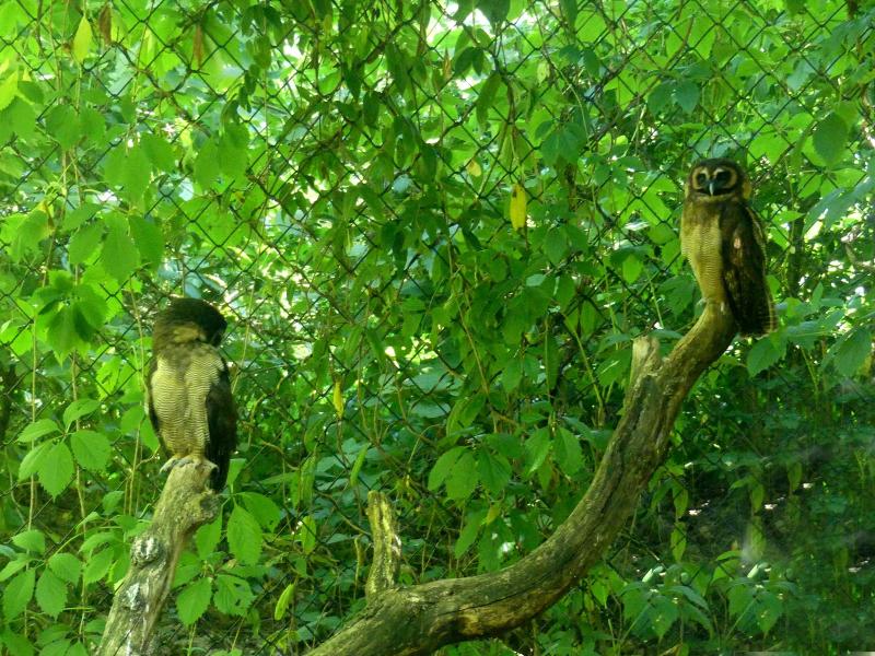 Chouette leptogramme