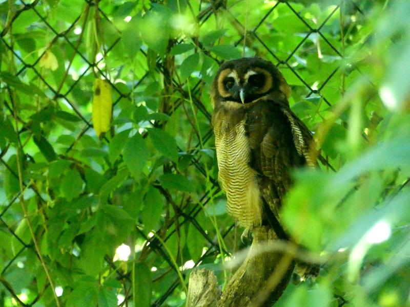 Chouette leptogramme