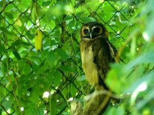 Chouette leptogramme