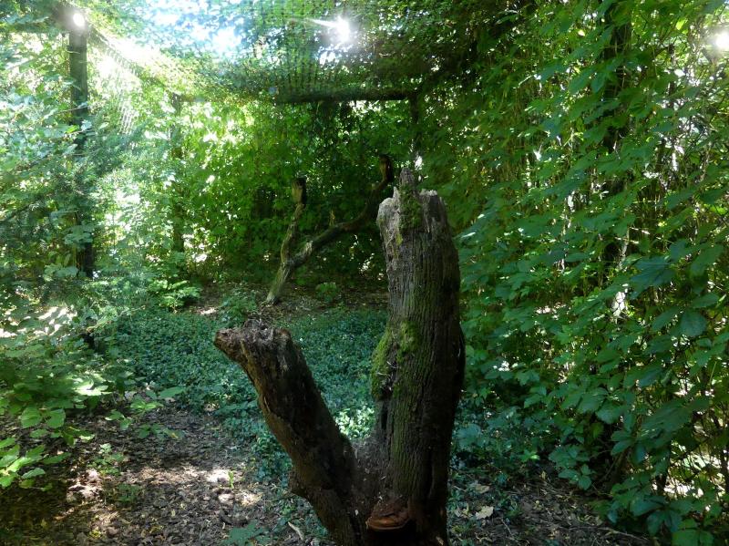 Chouette leptogramme