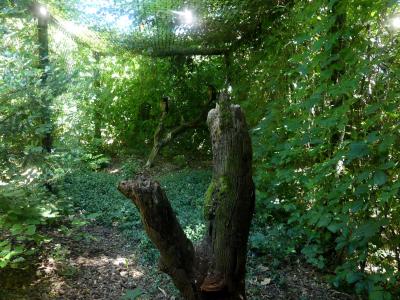 Chouette leptogramme - 2020