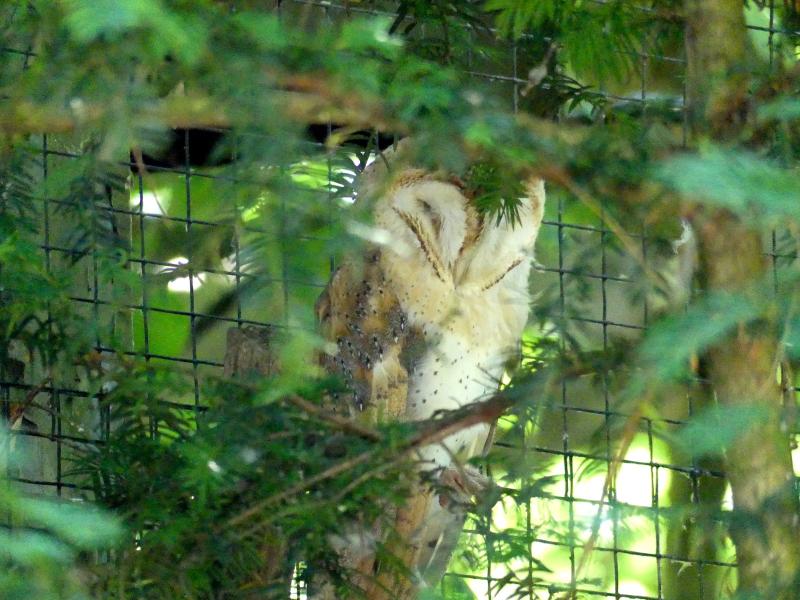 Effraie des clochers