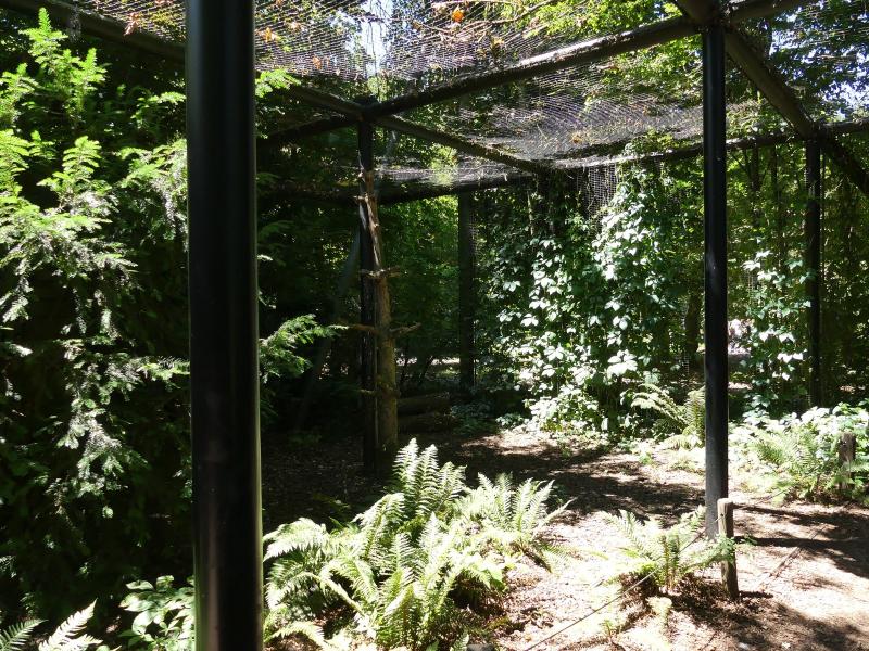 Effraie des clochers