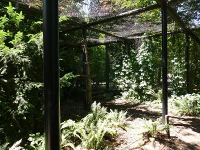 Effraie des clochers - 2020