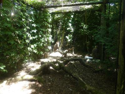 Grand duc d'Europe - 2020