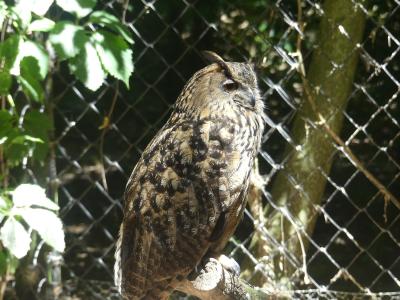 Grand duc d'Europe - 2020