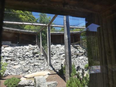 Gypaéte barbu - 2020