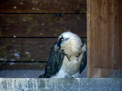 Gypaéte barbu - 2020