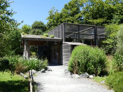 Gypaéte barbu - 2020