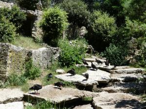 Ibis chauve