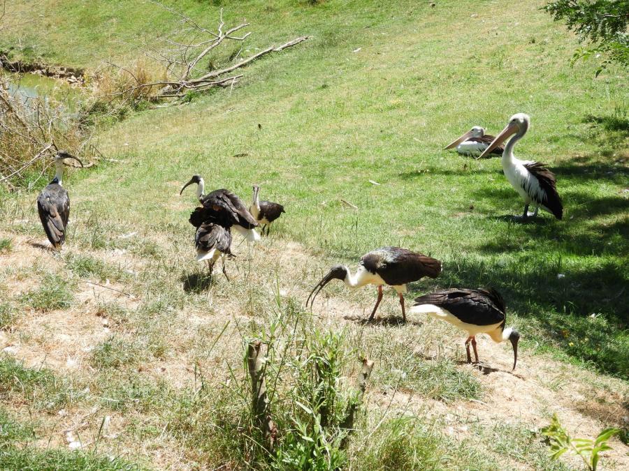 Ibis d'Australie