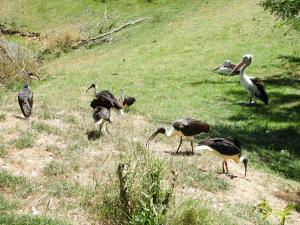 Ibis d'Australie