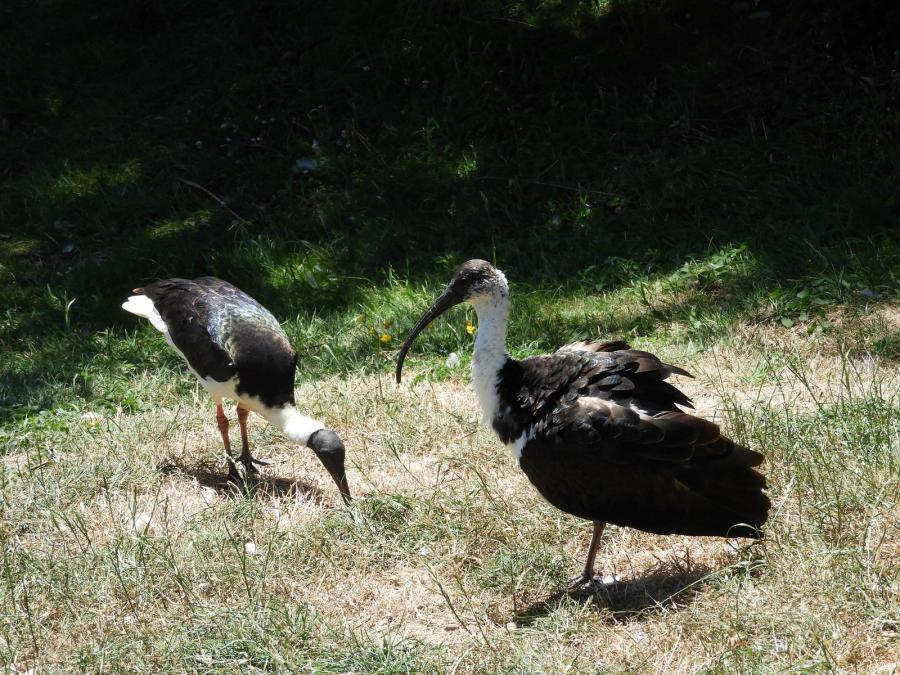 Ibis d'Australie