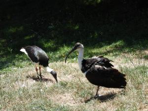 Ibis d'Australie