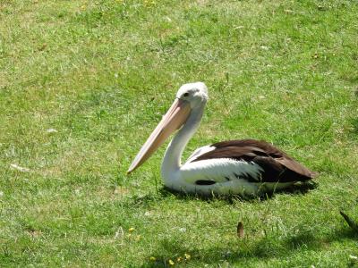 Pélican à lunettes - 2020