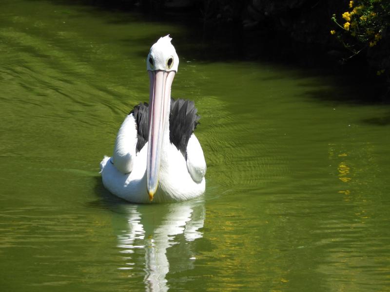 Pélican à lunettes