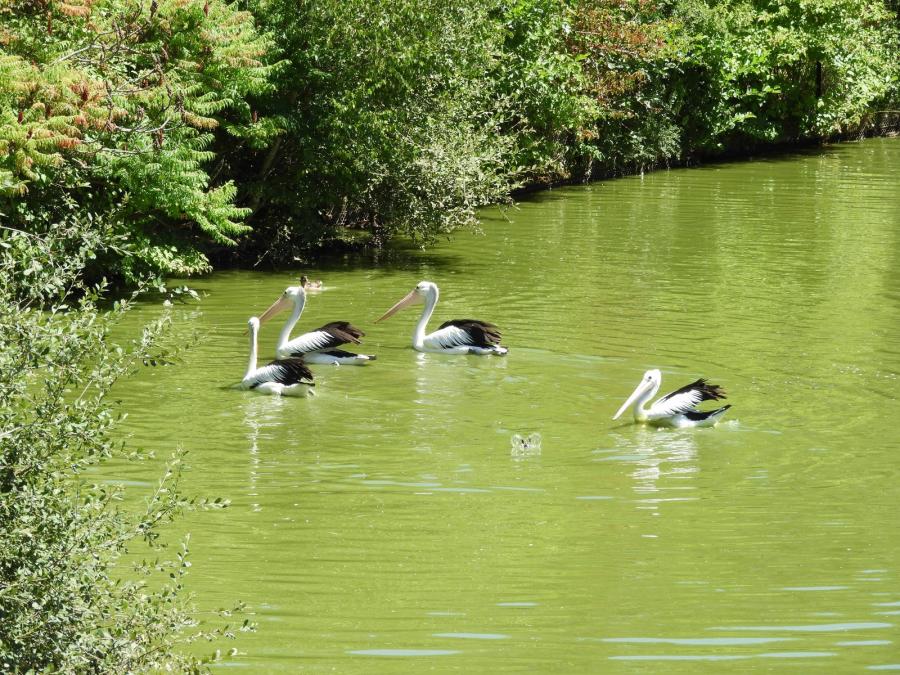 Pélican à lunettes