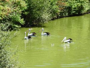 Pélican à lunettes