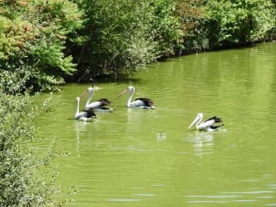 Pélican à lunettes - 2020