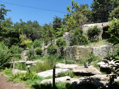 Vautour fauve - 2020