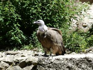 Vautour fauve