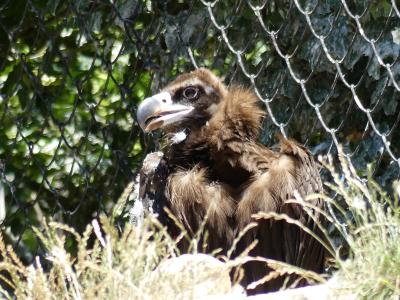 Vautour moine - 2020