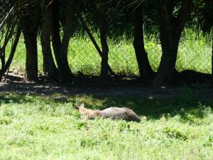 Wallaby de Bennett