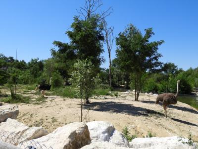 Autruche - Pélican blanc - 2020