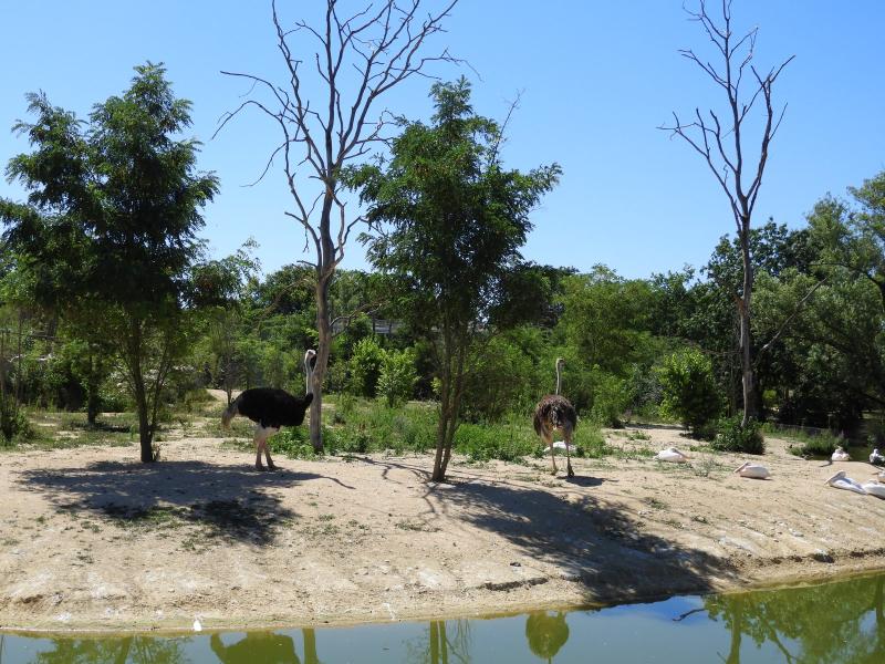 Autruche - Pélican blanc