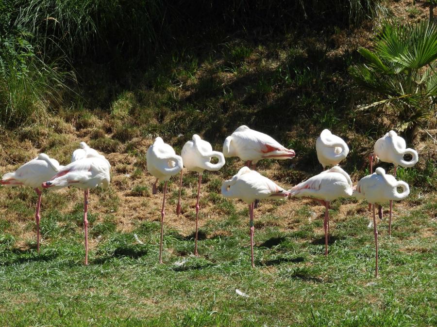 Flamant rose - Flamant nain