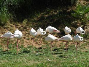 Flamant rose - Flamant nain