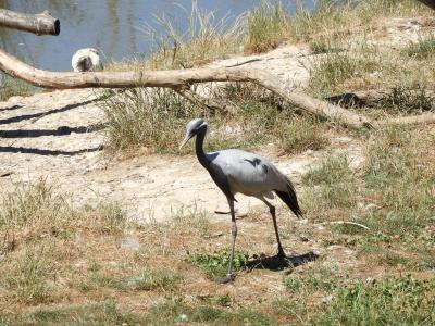 Grue demoiselle - 2020