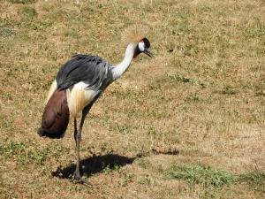 Grue royale