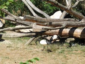 Ibis sacré